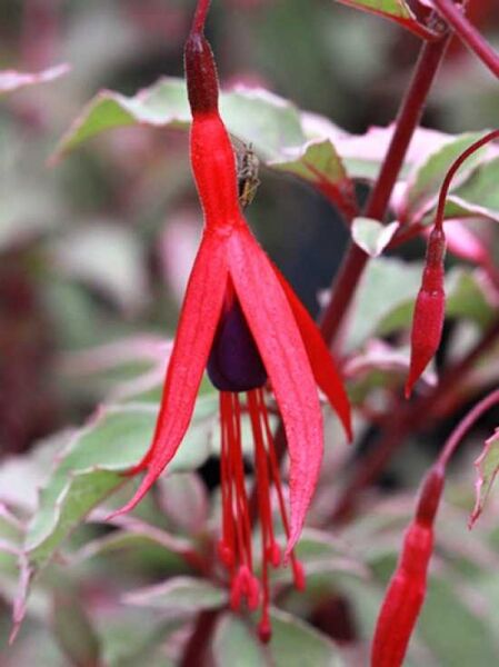 Garten-Fuchsie 'Tricolorii' / Fuchsia magellanica 'Tricolorii'