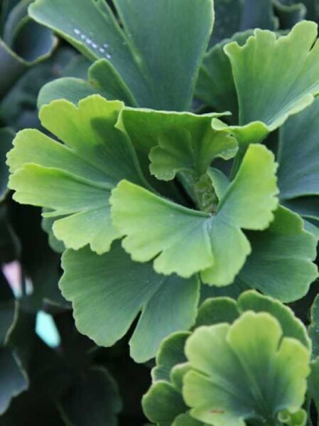Zwerg-Ginkgo 'Troll' / Ginkgo biloba 'Troll'