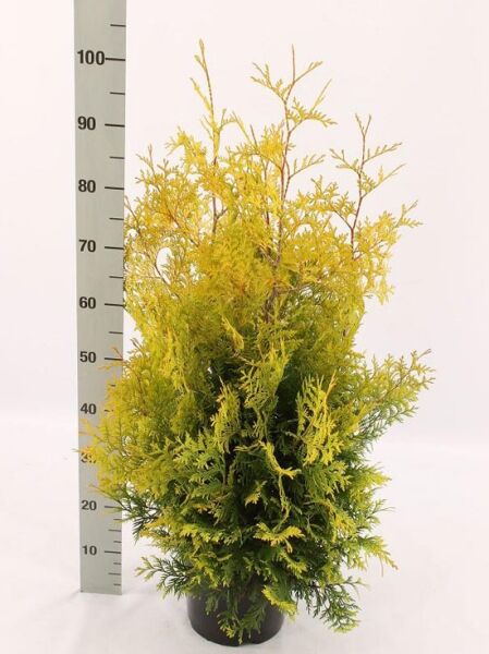 Thuja occidentalis 'Yellow Ribbon' / Lebensbaum 'Yellow Ribbon' 60–80 cm C3 im Topf, gelbgrünes Nadelkleid, aufrechter Wuchs
