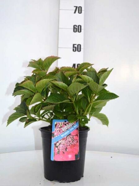 Hydrangea macrophylla 'Rotkehlchen' / Teller-Hortensie 'Rotkehlchen', 30–40 cm, im C5-Topf mit grünen Blättern und Etikett.