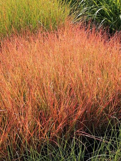Wind-Gras &#039;Sirocco&#039; / Fasanenschwanzgras &#039;Sirocco&#039; / Anemanthele lessoniana &#039;Sirocco&#039;