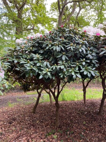 Rhododendron yakushimanum 'Polaris' (Rhododendron 'Polaris')