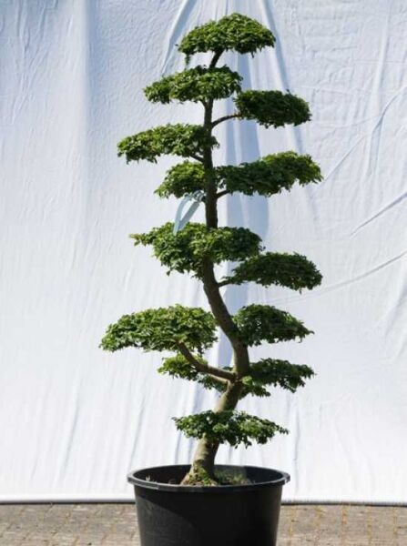 Garten-Bonsai (563) / Ulmus minor 'Jacqueline Hillier' H: 170 cm B: 100 cm