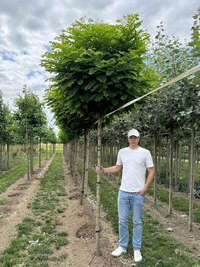 Kugel-Robinie (Robinia pseudoacacia 'Umbraculifera'), Hochstamm ca. 225 cm, Stammumfang 14–16 cm, runde Krone mit grünem Laub
