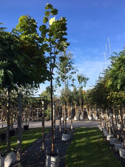 Catalpa erubescens 'Purpurea' Blut-Trompetenbaum Hochstamm 8-10 StU im Container, junger Baum mit grünem Laub im Feldbestand