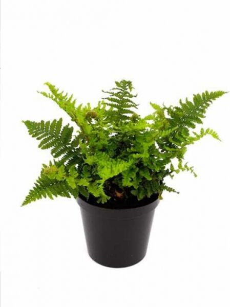 Krauser Goldschuppenfarn 'Crispa' (Dryopteris affinis 'Crispa') im schwarzen Pflanztopf, P11, mit krausen grünen Wedeln.