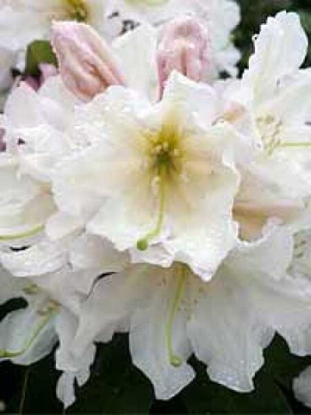 Rhododendron Hybride 'INKARHO Dufthecke weiß®' / Rhododendron 'INKARHO Dufthecke weiß'