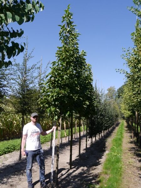 Malus 'Red Sentinel' / Zierapfel 'Red Sentinel' Hochstamm 16-18 StU, schlanker Baum mit dichter grüner Krone am Stützpfahl.