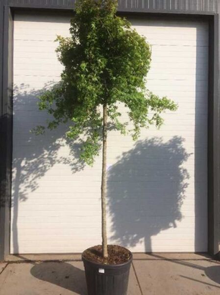 Japanischer Ahorn (Acer palmatum) Hochstamm auf Stamm 12-14 StU im Container, schlanker Stamm mit grüner Krone in Topf