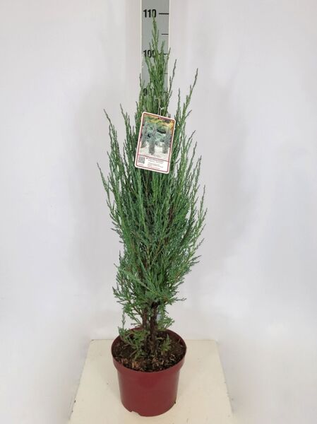 Blauer Raketen-Wacholder / Blauer Raketen-Wacholder