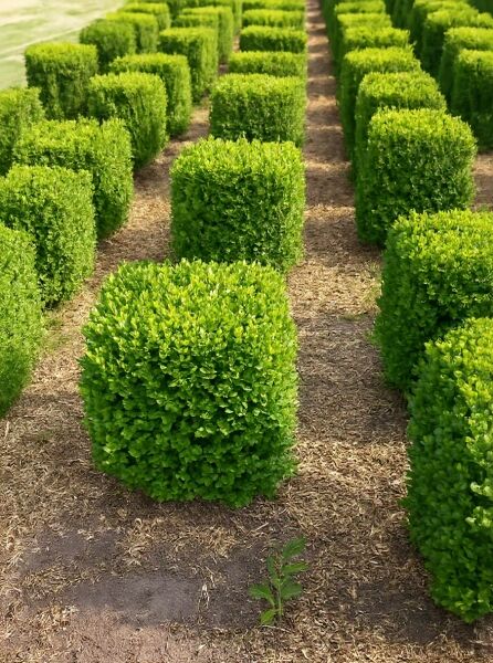 Buchsbaum 'Quader' / Buchsbaum 'Quader'