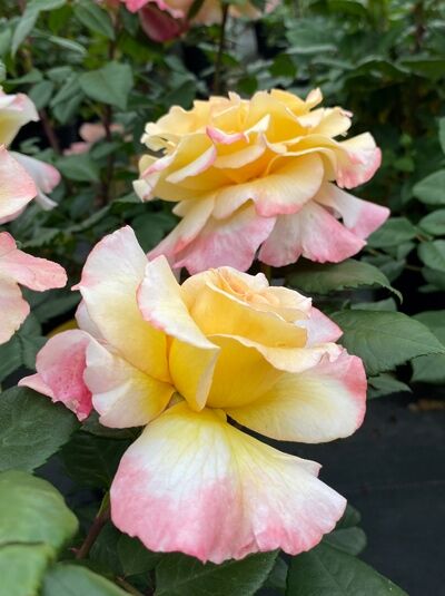 Edelrose 'Aquarell' / Edelrose 'Aquarell'