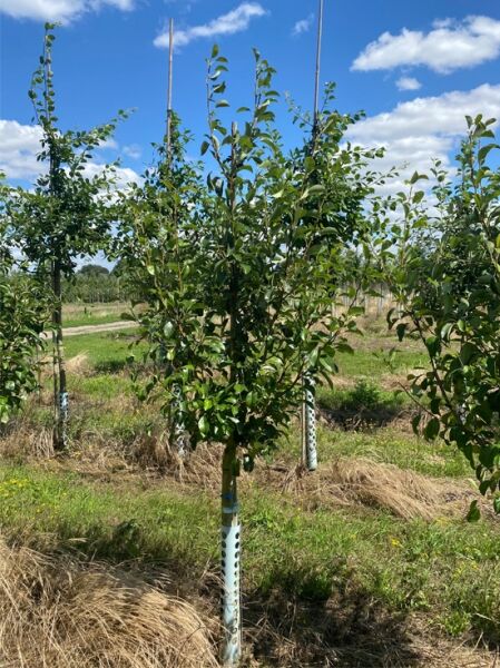 Pyrus communis 'Triumph de Vienne' / Birne 'Triumph de Vienne' Halbstamm, junger Obstbaum mit aufrechtem Wuchs und grünen Blättern