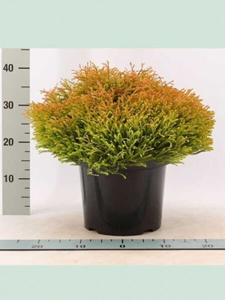 Lebensbaum 'Golden Tuffet' / Thuja occidentalis 'Golden Tuffet'