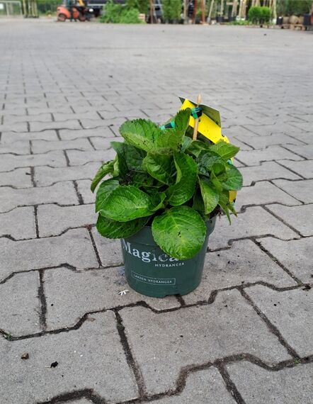 Bauern-Hortensie Hydrangea macrophylla 'Magical Noblesse'®, grüne Pflanze im Topf, Variante C2, 20–30 cm