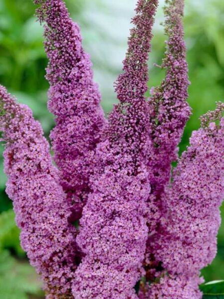 Schmetterlingsflieder 'Ile de France' / Schmetterlingsflieder 'Ile de France'