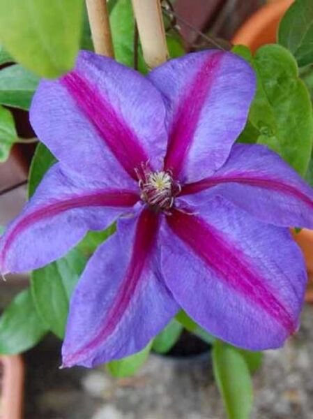 Waldrebe 'Mrs N. Thompson' / Clematis viticella 'Mrs N. Thompson'