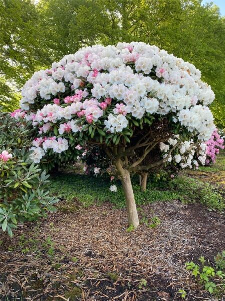 Rhododendron 'Koichiro Wada' auf Stamm / Rhododendron yakushimanum 'Koichiro Wada' auf Stamm