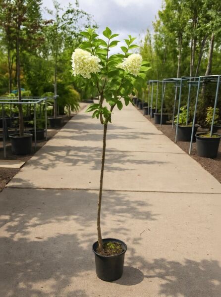 Rispen-Hortensie Hydrangea paniculata 'Grandiflora®' als Hochstamm 100 cm, im Container, mit weißen Rispenblüten und grünem Laub.
