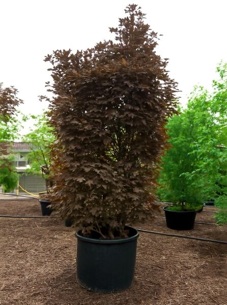 Spitz-Ahorn (Acer platanoides) 'Crimson Sentry' 300-350 cm C500, Hochstamm im Container mit dunkelrotem Laub
