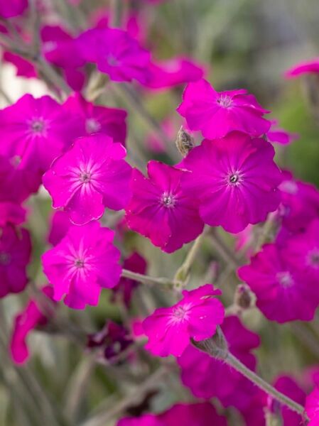 Lychnis cultorum 'Hill Grounds' / Licht-Nelke 'Hill Grounds' mit kräftig pinken Blüten in Nahaufnahme