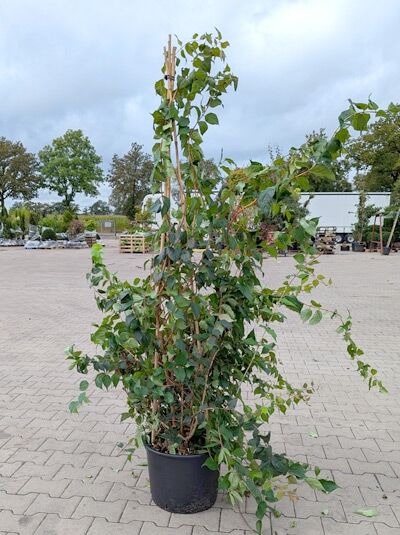 Kolkwitzia amabilis (Kolkwitzie, Perlmuttstrauch) im Container C15, Strauch 175–200 cm mit aufrechtem Wuchs und grünem Laub