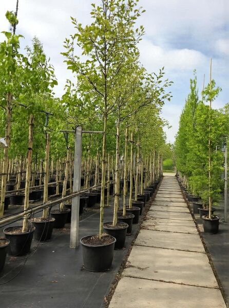 Kupfer-Felsenbirne (Amelanchier lamarckii) Hochstamm 12-14 StU im Container, aufrecht wachsend mit grünem Laub im Topf