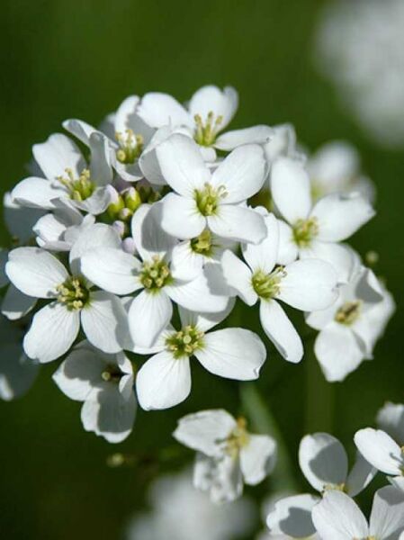 Cardamine pratensis / Wiesen-Schaumkraut