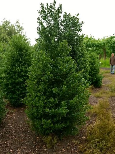 Stechpalme 'Limsi' / Stechplame 'Siberia'® / Ilex aquifolium 'Siberia'® / Ilex aquifolium 'Limsi'