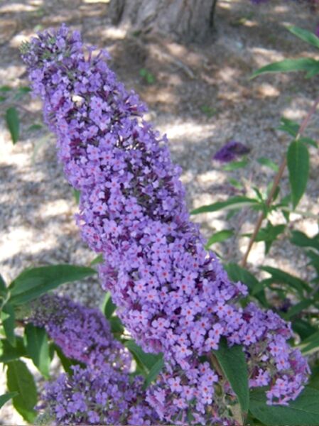 Sommerflieder &#039;Reve de Papillon Blue&#039;® / Buddleja davidii &#039;Reve de Papillon Blue&#039;®