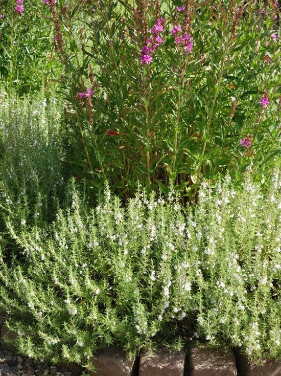 Niederliegendes Bohnenkraut - Satureja alternipilosa - Baumschule NewGarden