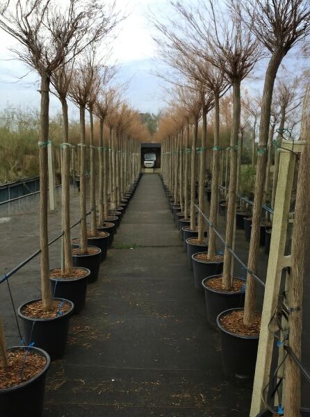 Tamarix gallica / Französische Tamariske Hochstamm 16-18 StU im Container, mehrstämmige Kronen aufrecht im Reihenbestand im Topf