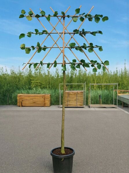 Tilia europaea 'Pallida' (Kaiserlinde) Hochstamm-Spalier im Container, Stamm mit Spaliergerüst und belaubten Trieben.