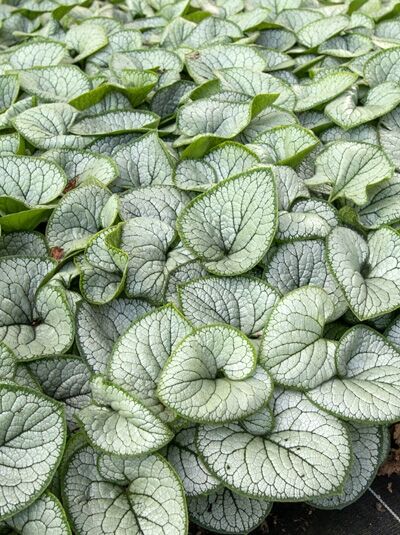 Kaukasus-Vergißmeinnicht 'Silver Heart ®' / Brunnera macrophylla 'Silver Heart ®'