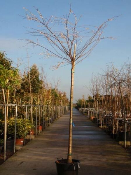 Prunus yedoensis / Tokio-Kirsche Hochstamm 12-14 StU im Container, laubabwerfender Stamm mit verzweigter Krone im Topf
