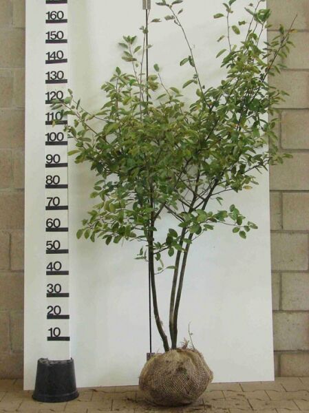 Amelanchier lamarckii, Kupfer-Felsenbirne 125–150 cm m. B., mehrstämmiger Strauch mit grünem Laub, Ballenware.