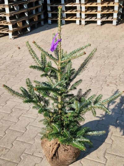 Abies fraseri (Fraser-Tanne) 60–80 cm m. B., junger Nadelbaum mit grünem Wuchs und Ballenware.