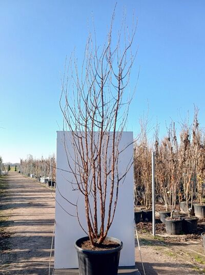 Mahagoni-Kirsche / Tibetanische Berg-Kirsche - Prunus serrula