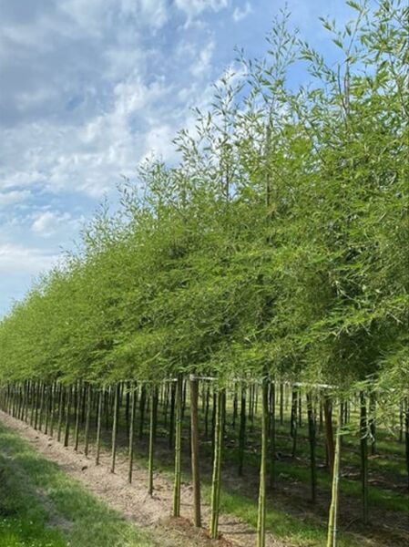 Bambus-Erle Hochstamm (Alnus glutinosa 'Imperialis') Reihe laubtragender Hochstämme mit schmalem, filigranem Wuchs, 12-14 StU mit Db.