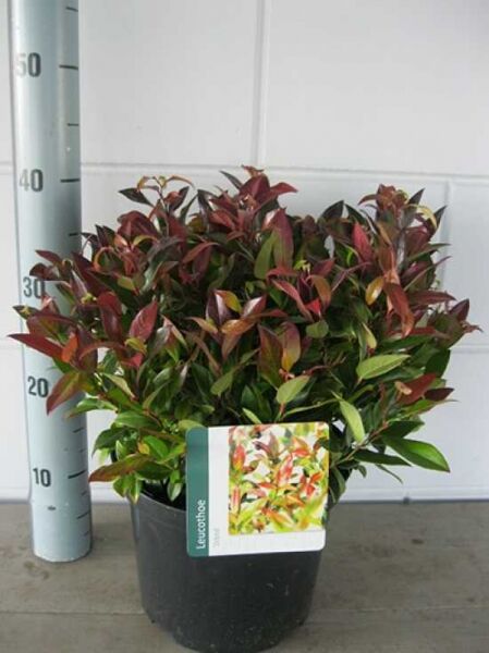 Traubenheide 'Zeblid' / Traubenheide 'Zeblid'