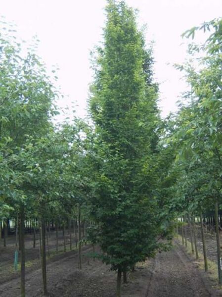 Säulen-Hainbuche Carpinus betulus 'Frans Fontaine', 550–600 cm, mit Drahtballen, schlanker säulenförmiger Baum mit grünem Laub.