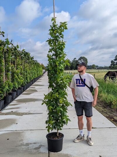 Liquidambar styraciflua 'Slender Silhouette' / Säulen-Amberbaum 'Slender Silhouette' 200-250 cm C20, schlanker Baum im Topf mit grünen Blättern