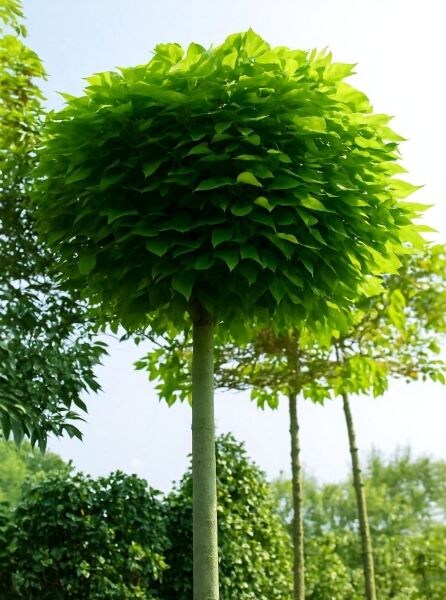 Kugel-Trompetenbaum (Catalpa bignonioides 'Nana') als Hochstamm mit kugeliger Krone, 225 cm, Stammumfang 20–25 cm, Container