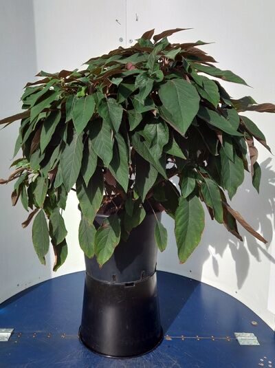 Hydrangea aspera 'Hot Chocolate'®, Samt-Hortensie 'Hot Chocolate'®, 80–100 cm C20, im Topf mit dichtem Laub und langen Blättern.