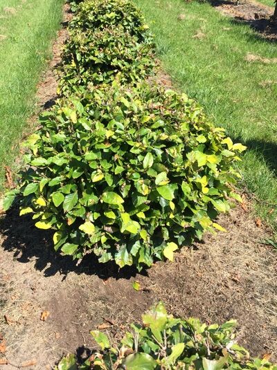Fagus sylvatica 'Kugel' (Rotbuche 'Kugel') 60-70 cm m. Db., kugelförmiger Strauch mit grünem Laub im Beet.
