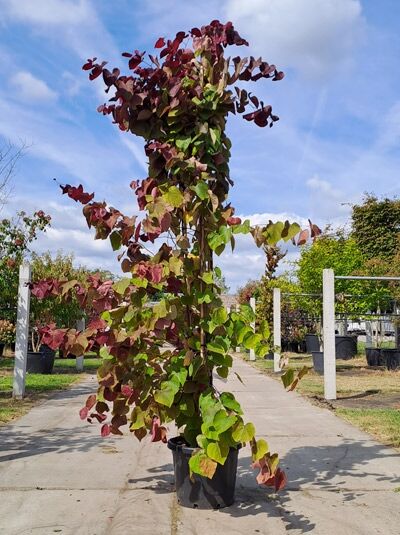 Kanadischer Judasbaum 'Eternal Flame' mehrstämmig 250-300 cm  / Kanadischer Judasbaum 'Eternal Flame' mehrstämmig 250-300 cm 