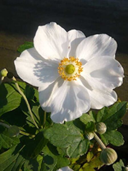 Herbst-Anemone 'Wild Swan' / Anemone 'Wild Swan'