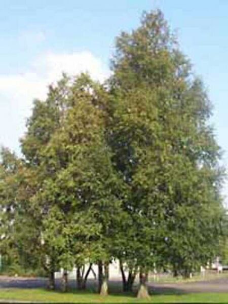 Moor-Birke / Ruch-Birke / Betula pubescens