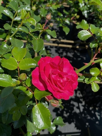 Bodendeckerrose 'Gärtnerfreude' / Bodendeckerrose 'Gärtnerfreude'