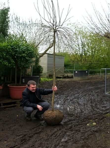 Pyrus salicifolia 'Pendula' / Weidenblättrige Hänge-Birne 'Pendula', 225 cm, Stamm 12-14 StU, mit Drahtballen.